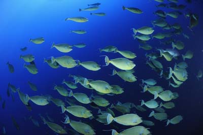 Shark Reef drop off in the Red Sea off the coast of Egypt. Photographs by Amar Guillen.