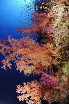 Shark Reef drop off in the Red Sea off the coast of Egypt. Photographs by Amar Guillen.