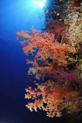 Shark Reef drop off in the Red Sea off the coast of Egypt. Photographs by Amar Guillen.