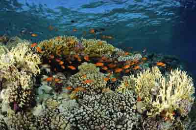 Shark Reef drop off in the Red Sea off the coast of Egypt. Photographs by Amar Guillen.