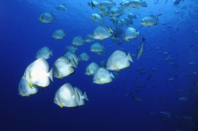 Shark Reef drop off in the Red Sea off the coast of Egypt. Photographs by Amar Guillen.