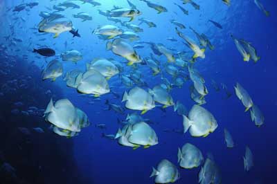 Shark Reef drop off in the Red Sea off the coast of Egypt. Photographs by Amar Guillen.
