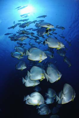 Shark Reef drop off in the Red Sea off the coast of Egypt. Photographs by Amar Guillen.