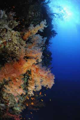 Shark Reef drop off in the Red Sea off the coast of Egypt. Photographs by Amar Guillen.