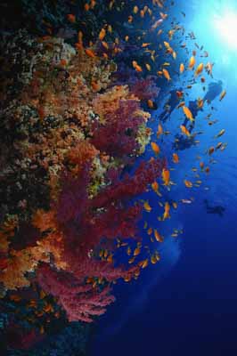 Shark Reef drop off in the Red Sea off the coast of Egypt. Photographs by Amar Guillen.