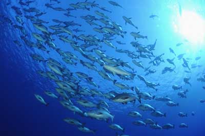 Shark Reef drop off in the Red Sea off the coast of Egypt. Photographs by Amar Guillen.