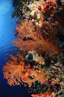 Shark Reef drop off in the Red Sea off the coast of Egypt. Photographs by Amar Guillen.