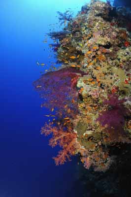 Shark Reef drop off in the Red Sea off the coast of Egypt. Photographs by Amar Guillen.
