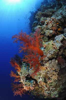 Shark Reef drop off in the Red Sea off the coast of Egypt. Photographs by Amar Guillen.