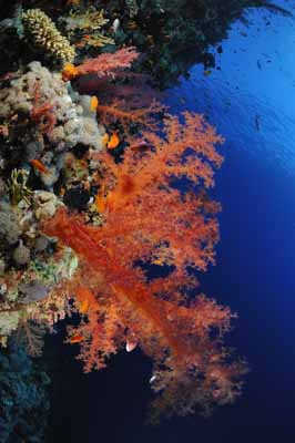 Shark Reef drop off in the Red Sea off the coast of Egypt. Photographs by Amar Guillen.