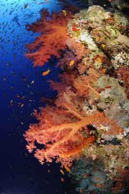 Shark Reef drop off in the Red Sea off the coast of Egypt. Photographs by Amar Guillen.