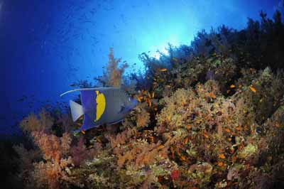 Le tombant de Shark Reef en Mer Rouge. Photographies par Amar Guillen.
