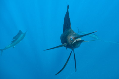 Le sardine run des espadons voilier au Mexique. Photographies par Amar Guillen.