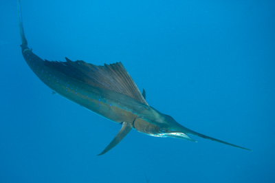 Le sardine run des espadons voilier au Mexique. Photographies par Amar Guillen.