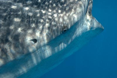 Le sardine run des espadons voilier au Mexique. Photographies par Amar Guillen.