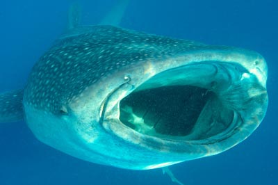 Le sardine run des espadons voilier au Mexique. Photographies par Amar Guillen.