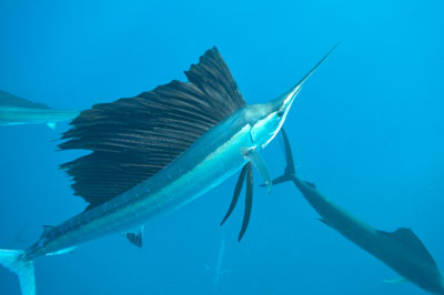 Le sardine run des espadons voilier au Mexique. Photographies par Amar Guillen.