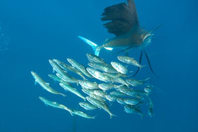 The sail fish sardine run in Mexico. Photographs by Amar Guillen.