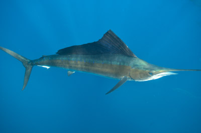 The sail fish sardine run in Mexico. Photographs by Amar Guillen.