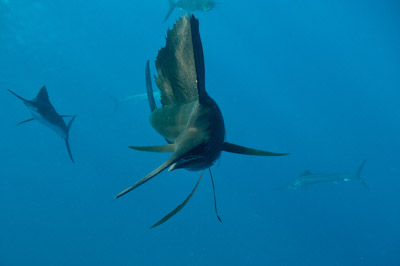The sail fish sardine run in Mexico. Photographs by Amar Guillen.