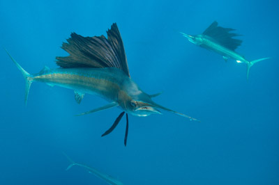 The sail fish sardine run in Mexico. Photographs by Amar Guillen.