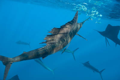 The sail fish sardine run in Mexico. Photographs by Amar Guillen.