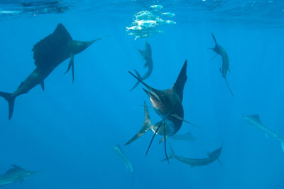 The sail fish sardine run in Mexico. Photographs by Amar Guillen.
