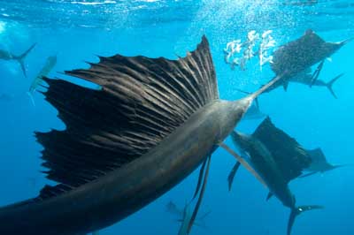 The sail fish sardine run in Mexico. Photographs by Amar Guillen.
