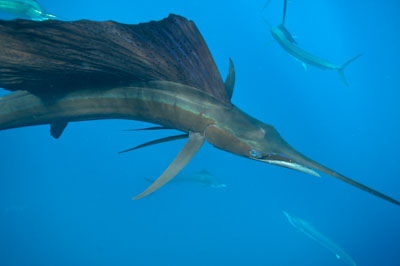 The sail fish sardine run in Mexico. Photographs by Amar Guillen.