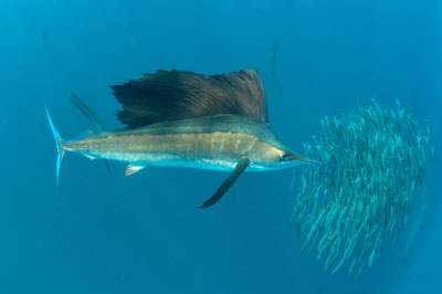 The sail fish sardine run in Mexico. Photographs by Amar Guillen.