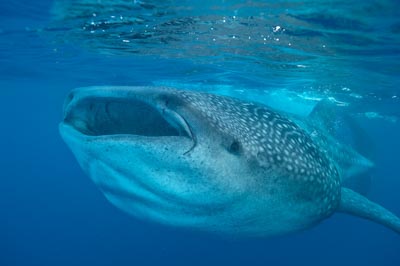 The sail fish sardine run in Mexico. Photographs by Amar Guillen.