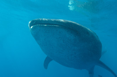 The sail fish sardine run in Mexico. Photographs by Amar Guillen.