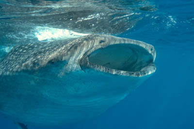 The sail fish sardine run in Mexico. Photographs by Amar Guillen.