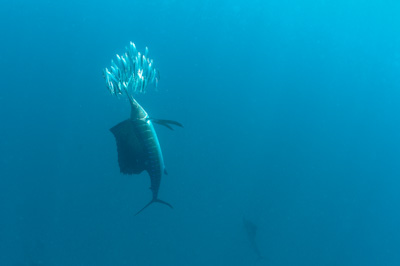 The sail fish sardine run in Mexico. Photographs by Amar Guillen.
