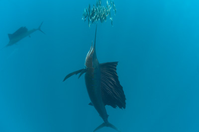 The sail fish sardine run in Mexico. Photographs by Amar Guillen.