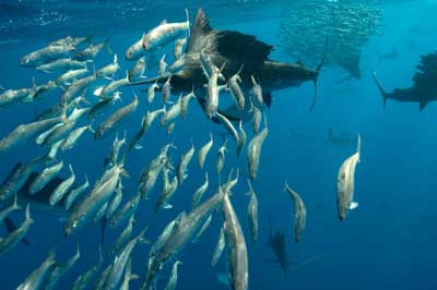 The sail fish sardine run in Mexico. Photographs by Amar Guillen.