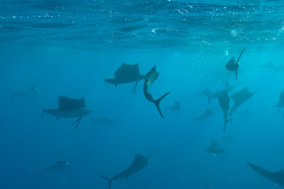 The sail fish sardine run in Mexico. Photographs by Amar Guillen.