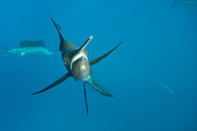 The sail fish sardine run in Mexico. Photographs by Amar Guillen.