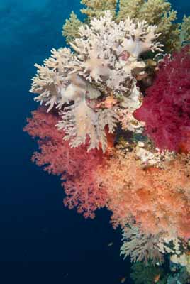 Les fonds marins de Saint John en Mer Rouge en Egypte. Photographies par Amar Guillen.