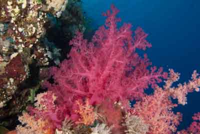 Les fonds marins de Saint John en Mer Rouge en Egypte. Photographies par Amar Guillen.