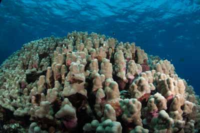 Les fonds marins de Saint John en Mer Rouge en Egypte. Photographies par Amar Guillen.