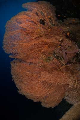 Les fonds marins de Saint John en Mer Rouge en Egypte. Photographies par Amar Guillen.