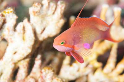 Les fonds marins de Saint John en Mer Rouge en Egypte. Photographies par Amar Guillen.