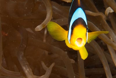 Les fonds marins de Saint John en Mer Rouge en Egypte. Photographies par Amar Guillen.
