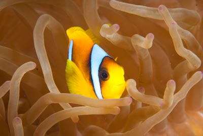 Les fonds marins de Saint John en Mer Rouge en Egypte. Photographies par Amar Guillen.