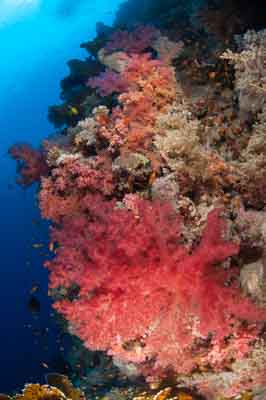 Les fonds marins de Saint John en Mer Rouge en Egypte. Photographies par Amar Guillen.