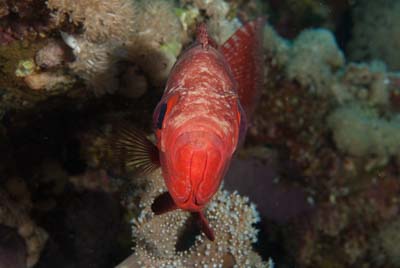 Les fonds marins de Saint John en Mer Rouge en Egypte. Photographies par Amar Guillen.
