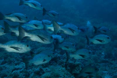 Les fonds marins de Saint John en Mer Rouge en Egypte. Photographies par Amar Guillen.