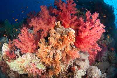 Les fonds marins de Saint John en Mer Rouge en Egypte. Photographies par Amar Guillen.