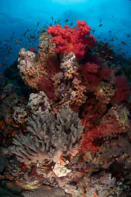 Les fonds marins de Saint John en Mer Rouge en Egypte. Photographies par Amar Guillen.